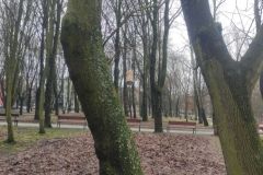 ptaki