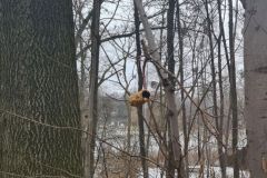 kangurki-dokarmianie-ptakow-4